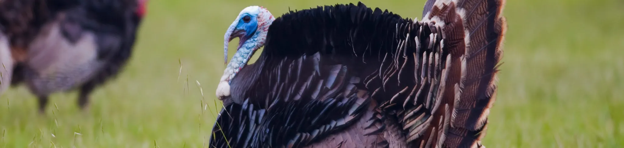 Turkey